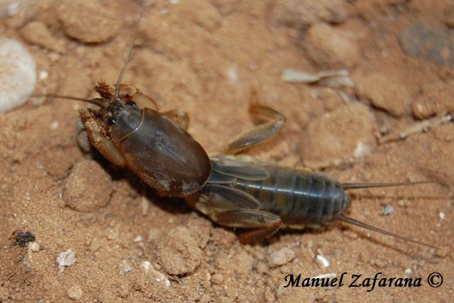Gryllotalpa cfr. quindecim (ninfa)
